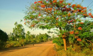 I carry a retractable baton with me. Not to use on people, but on dogs. It’s not unusual to be riding along and have four or five dogs spring out of the bush with teeth flaring. They usually stay back, but if they do get too close I have the means to put the fear of man into them.